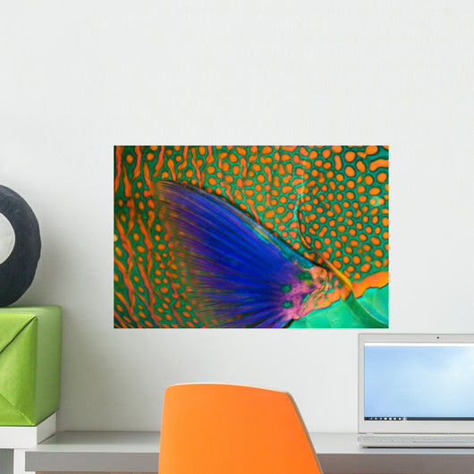 Indonesia, Close-Up Of Parrotfish Scales And Pectoral Fin Wall Mural