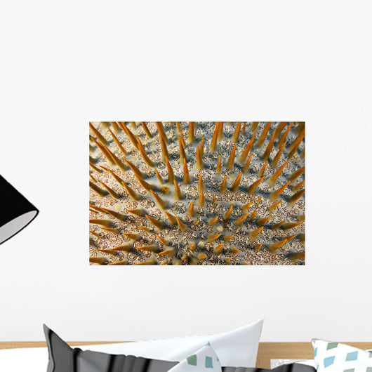Micronesia, Close-Up Of Crown-Of-Thorns Starfish Wall Mural