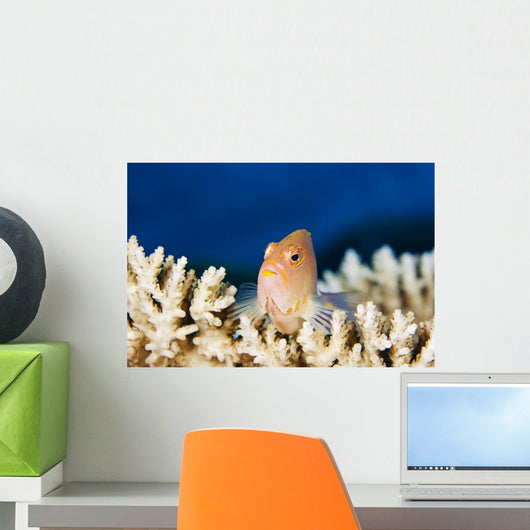 Micronesia, Close-Up Of Arc-Eye Hawkfish Wall Mural