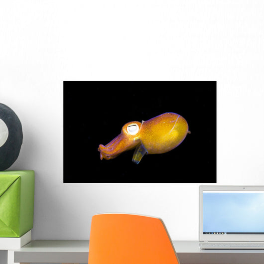 Indonesia, Bottletail Squid Wall Mural