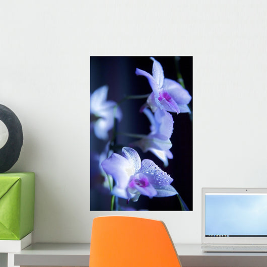 Hawaii, Kauai, White Orchid With Purple Lighting Wall Mural