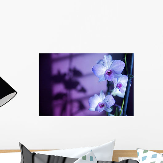 Hawaii, Kauai, White Orchid With Purple Lighting Wall Mural
