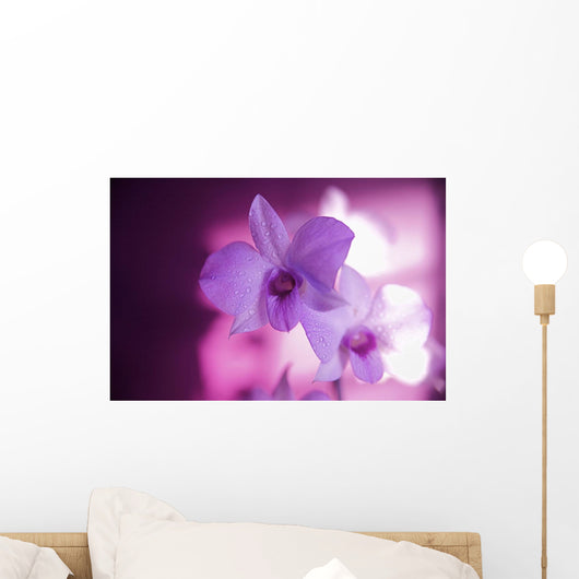 Hawaii, Kauai, White Orchid With Pink Lighting Wall Mural