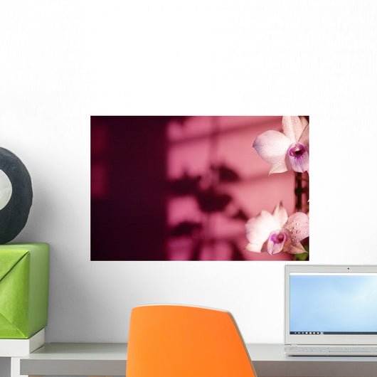 Hawaii, Kauai, White Orchid With Pink Lighting Wall Mural
