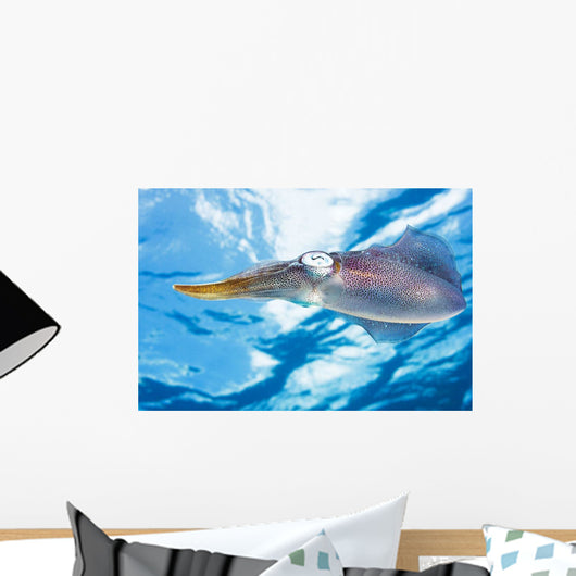Caribbean, Reef Squid Wall Mural