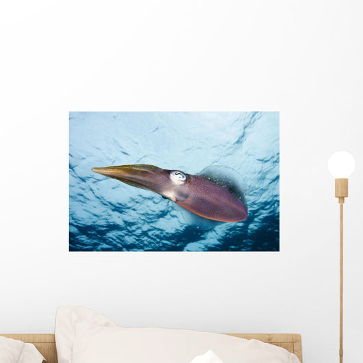 Caribbean, Reef Squid Wall Mural