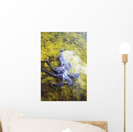 Hawaii, Day Octopus Sitting In Shallow Water Wall Mural