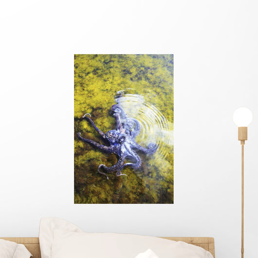 Hawaii, Day Octopus Sitting In Shallow Water Wall Mural
