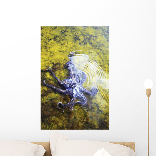 Hawaii, Day Octopus Sitting In Shallow Water Wall Mural