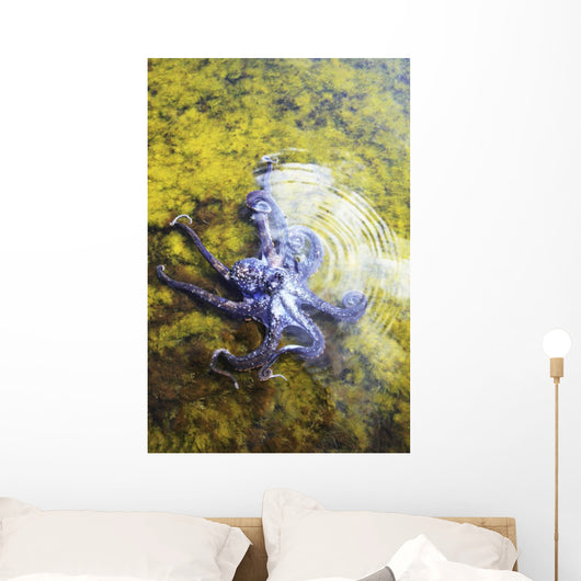 Hawaii, Day Octopus Sitting In Shallow Water Wall Mural