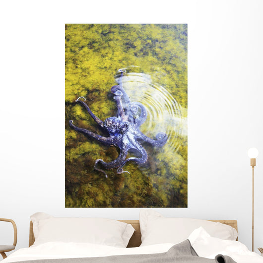 Hawaii, Day Octopus Sitting In Shallow Water Wall Mural