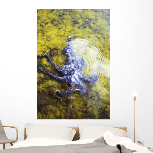 Hawaii, Day Octopus Sitting In Shallow Water Wall Mural