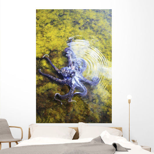 Hawaii, Day Octopus Sitting In Shallow Water Wall Mural