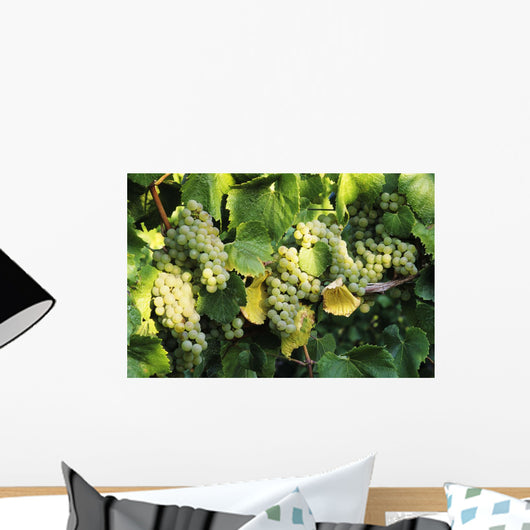 Sunlight On Chardonnay Wine Grapes Wall Mural