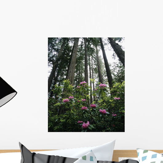 USA, Rhododendrons And Coast Redwoods In Fog Wall Mural