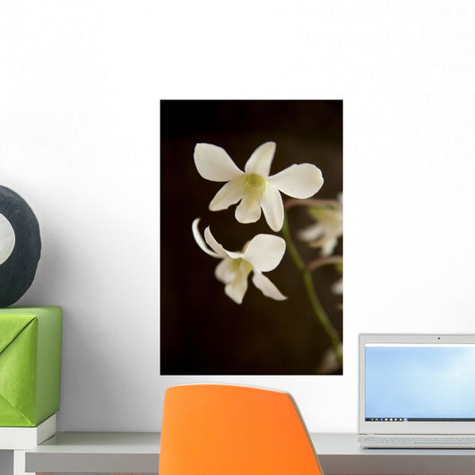 Hawaii, Kauai, White Orchid Wall Mural