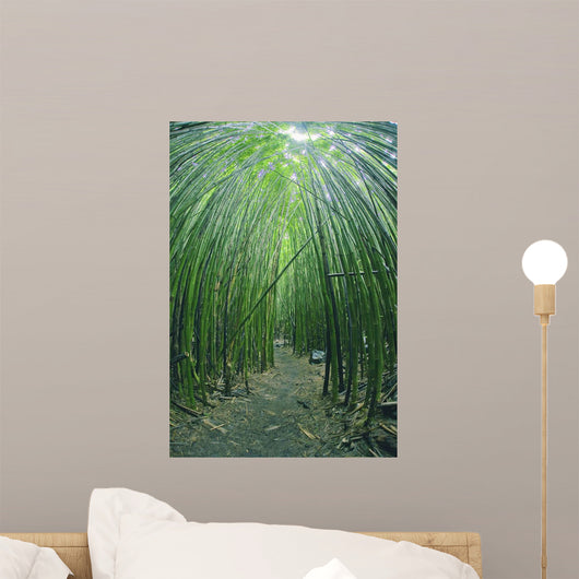 Hawaii, Maui, Bamboo Forest Wall Mural