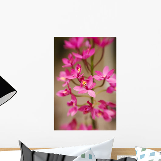 Hawaii, Maui, Close-Up Of Pink Epidendrum Orchids On Stem Wall Mural