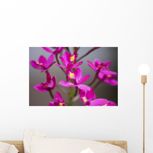 Hawaii, Maui, Close-Up Of Purple Epidendrum Orchids On Stem Wall Mural