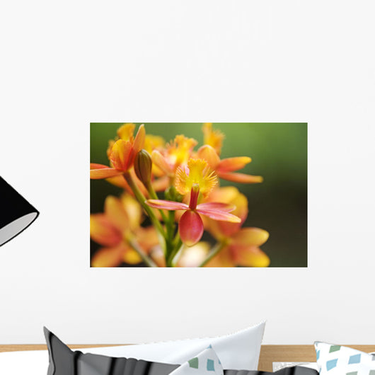 Hawaii, Maui, Close-Up Of Orange Epidendrum Orchid Cluster Wall Mural