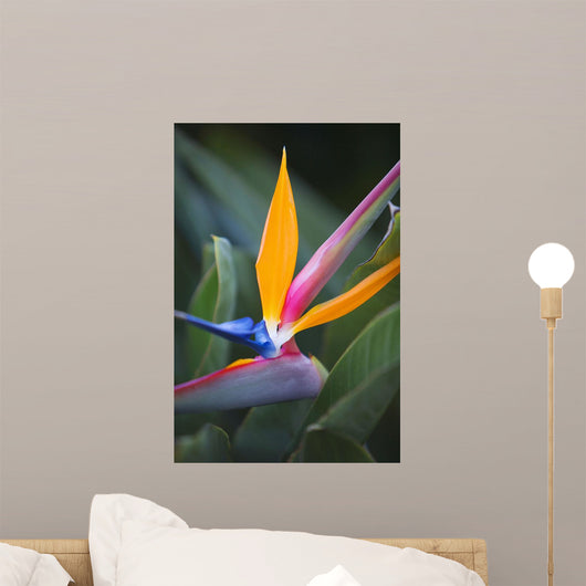 Hawaii, Maui, Bird Of Paradise Blossom Wall Mural