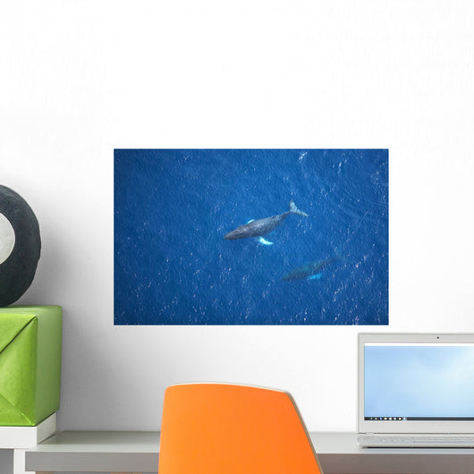 USA, Hawaii Islands, Aerial View Of Humpback Whales Wall Mural