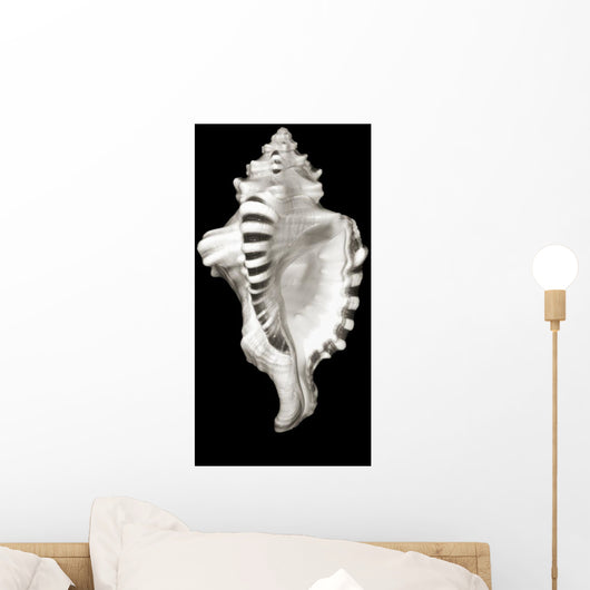 Close-Up Of Conch Shell On Black Background Wall Mural
