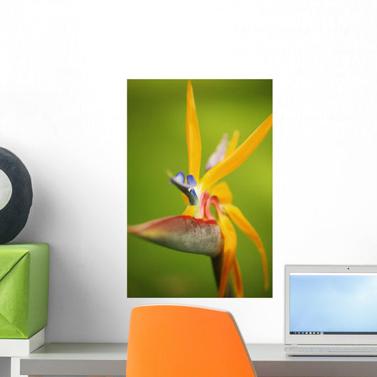 Hawaii, Maui, Bird Of Paradise Blossom Wall Mural