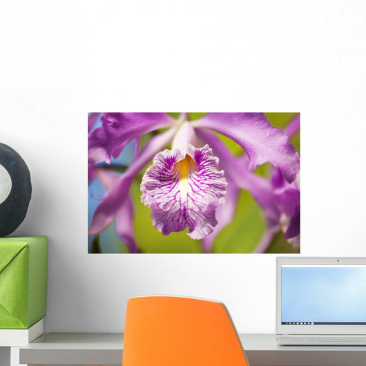 Hawaii, Maui, Vibrant Pink Orchid Wall Mural