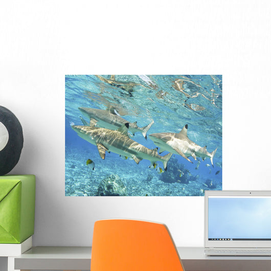 French Polynesia, Rangiroa, Blue Lagoon, Blacktip Reef Shark Wall Mural