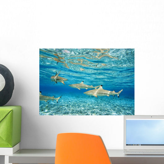 French Polynesia, Rangiroa, Blue Lagoon, Blacktip Reff Shark Wall Mural