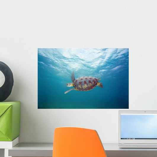 Hawaii, Green Sea Turtle An Endangered Species Wall Mural