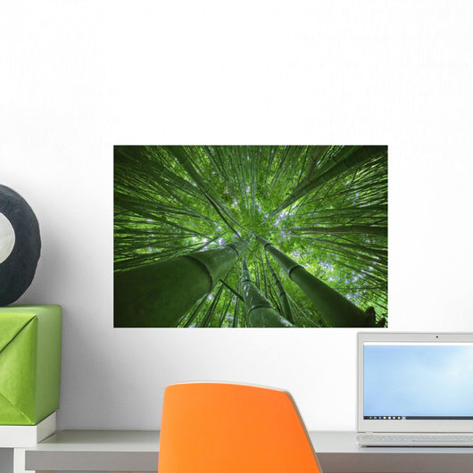 Hawaii, Maui, Bamboo Forest Wall Mural