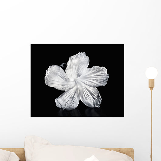 Hawaii, Close-Up Of A White Hibiscus Wall Mural