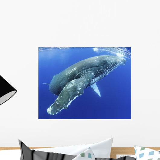 Hawaii, Maui, Close-Up Of Humpback Whale Near The Oceans Surface Wall Mural