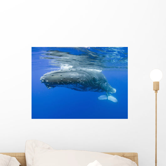 Hawaii, Maui, Close-Up Of Humpback Whale Near The Oceans Surface Wall Mural