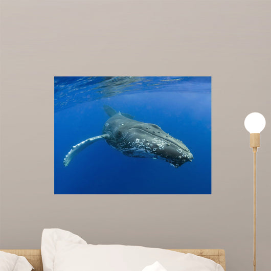 Hawaii, Maui, Close-Up Of Humpback Whale Near The Oceans Surface Wall Mural