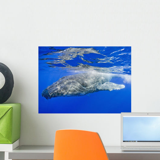 Hawaii, Maui, Close-Up Of Humpback Whale Near The Oceans Surface Wall Mural