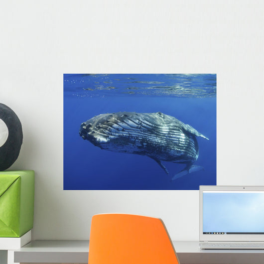 Hawaii, Maui, Close-Up Of Humpback Whale Near The Oceans Surface Wall Mural