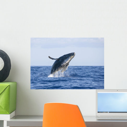 Hawaii, Maui, Humpback Whale Breaching Wall Mural