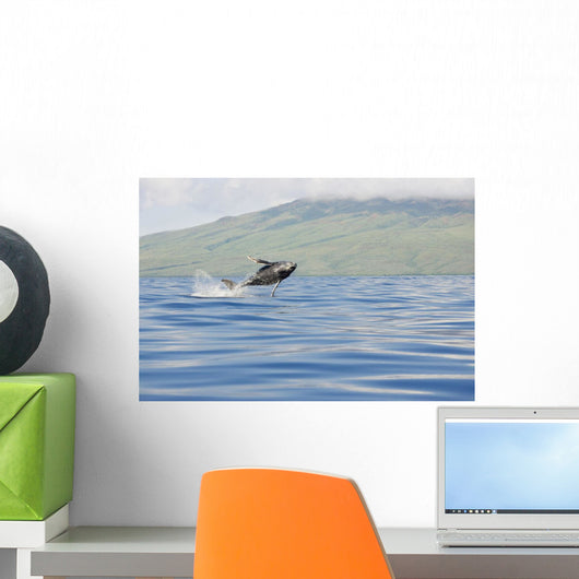 Hawaii, Maui, Humpback Whale Breaching With Island In The Background Wall Mural