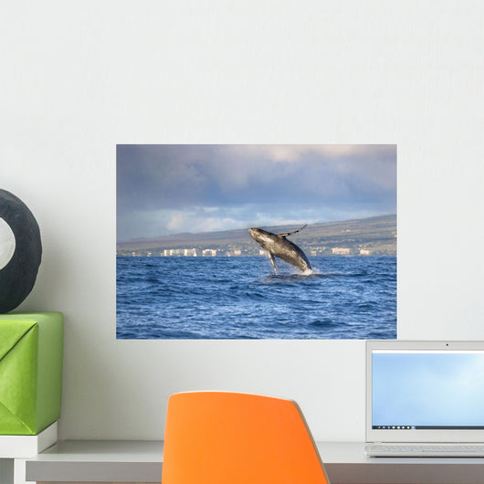 Humpback Whale Breaching With Island In The Background Wall Mural