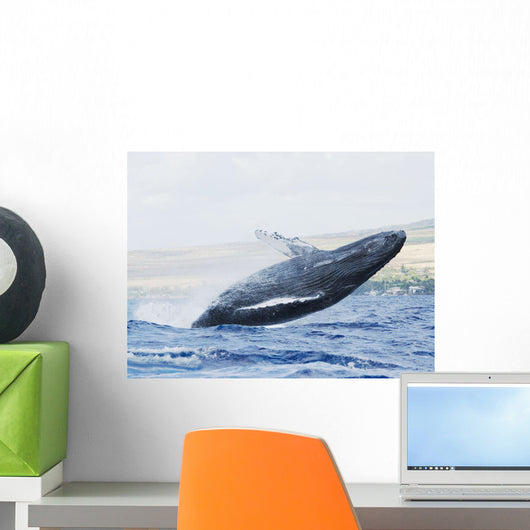Hawaii, Maui, Humpback Whale Breaching With Island In The Background Wall Mural