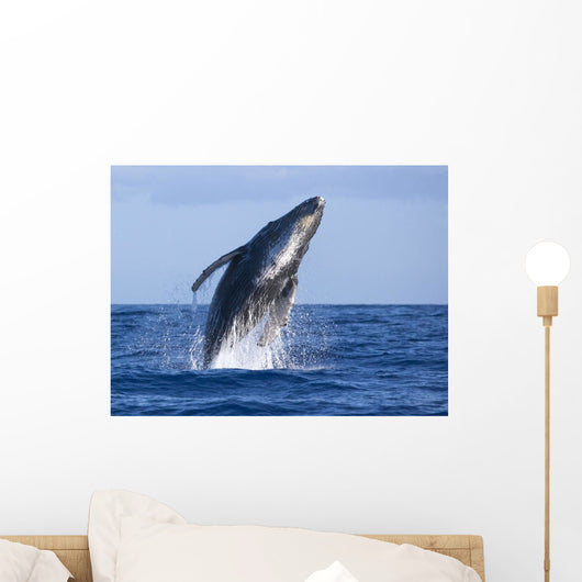 Hawaii, Maui, Humpback Whale Breaching Wall Mural
