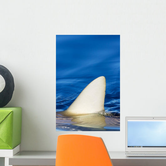 Hawaii, Gray Reef Shark Wall Mural