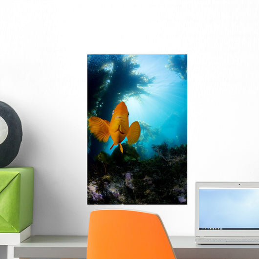 USA, California, Garibaldi Fish In Kelp Forest Wall Mural