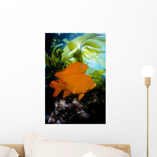 California, Garibaldi In Kelp Forest Wall Mural
