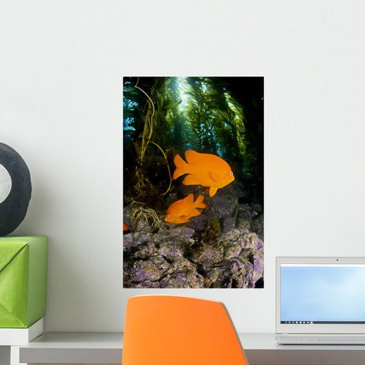 USA, Garibaldi Fish In Kelp Forest Wall Mural