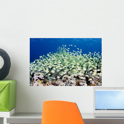 Micronesia, Schooling Convict Surgeonfish Above Reef Wall Mural