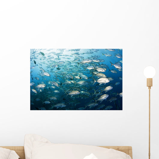 Micronesia, Schooling Bigeye Jack Fish Wall Mural
